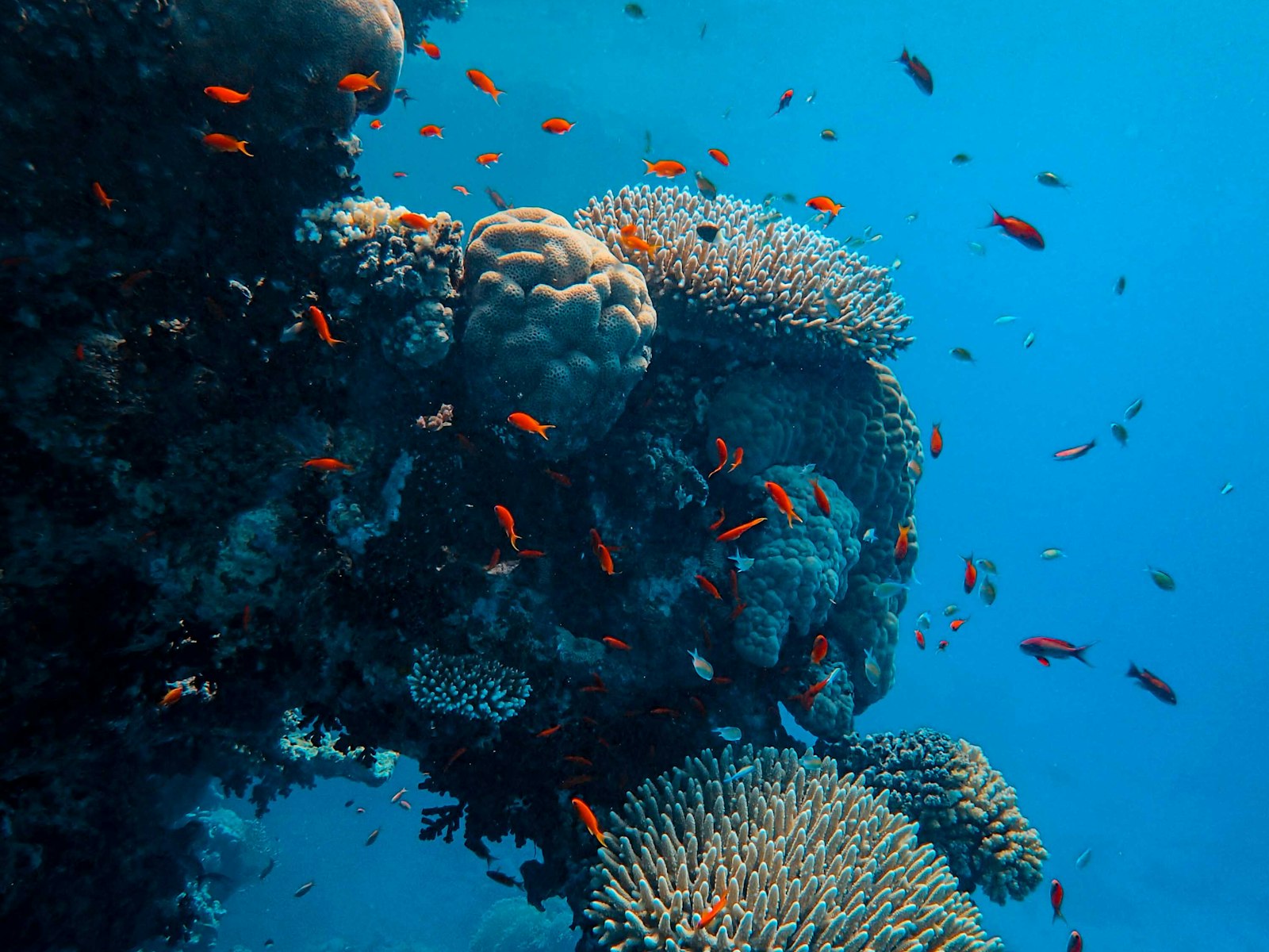 A sea turtle swimming over a coral reef